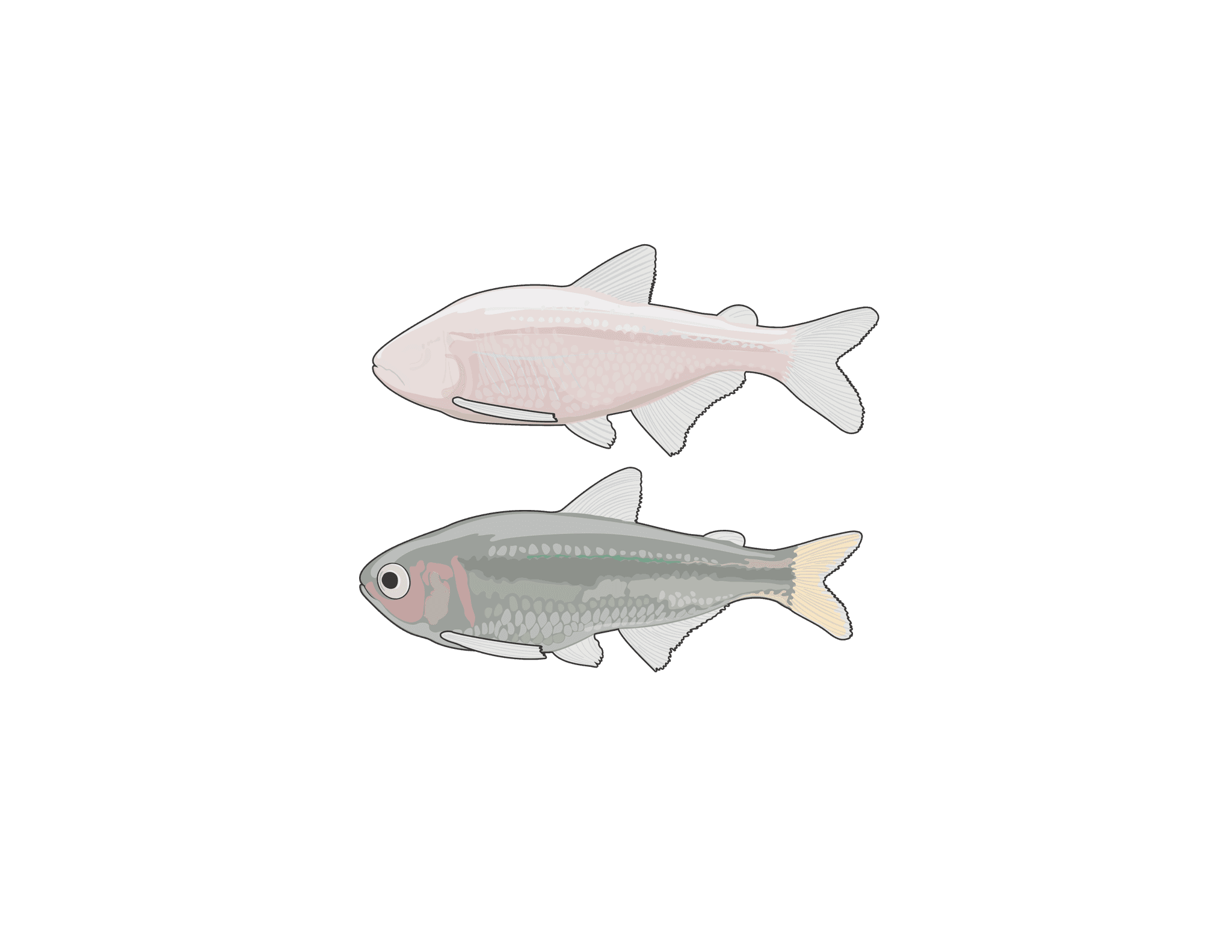 Scientific vector schematic comparing the anatomical divergence between surface and cave morphs