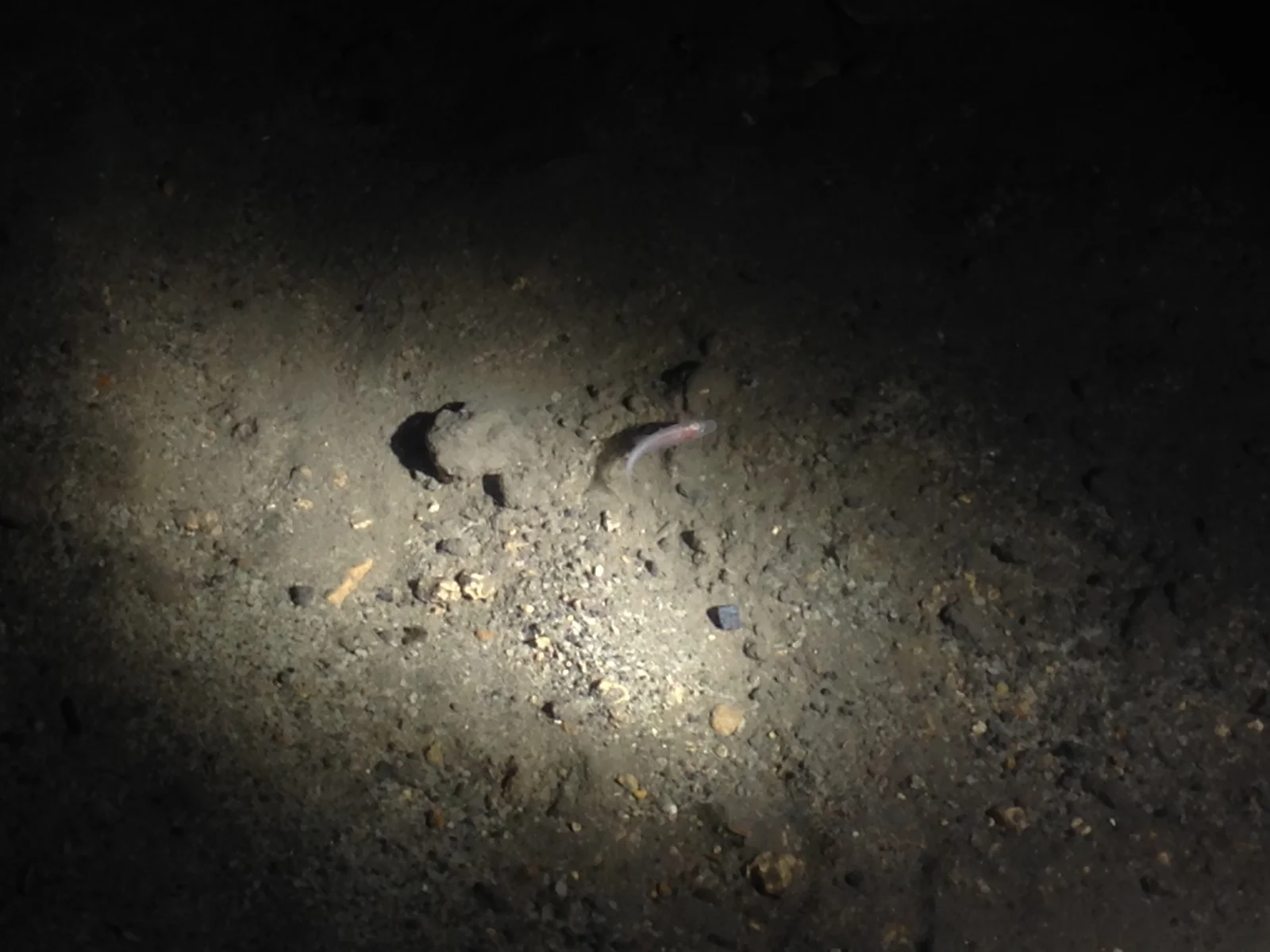 Astyanax mexicanus cavefish foraging over subterranean gravel bed under torch light
