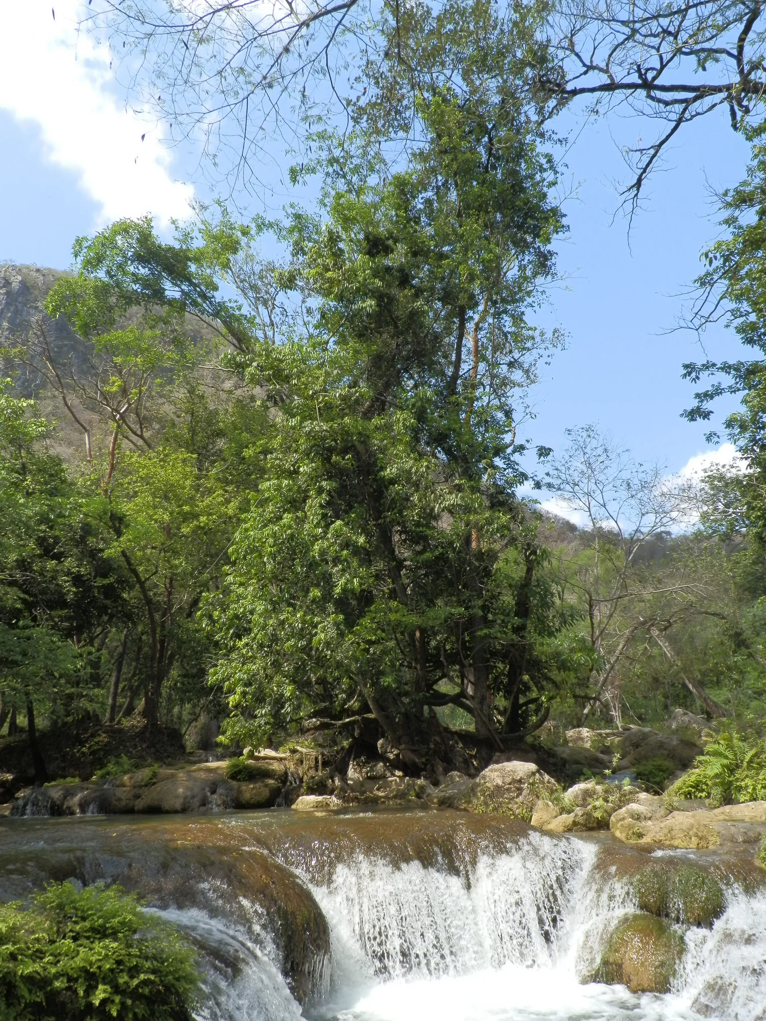 Vertical panoramic view of lush subtropical falls and travertine terraces