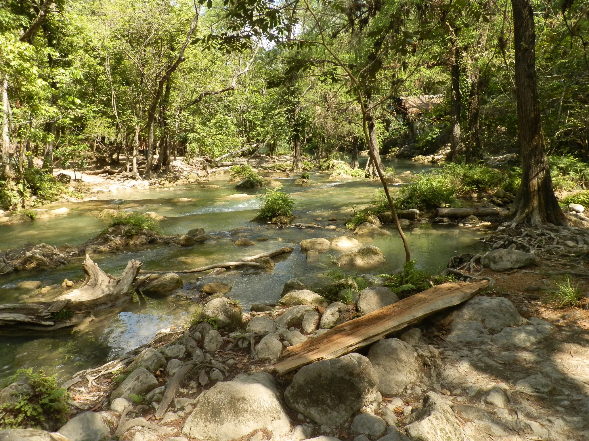 Crystalline surface stream surrounded by dense forest canopy