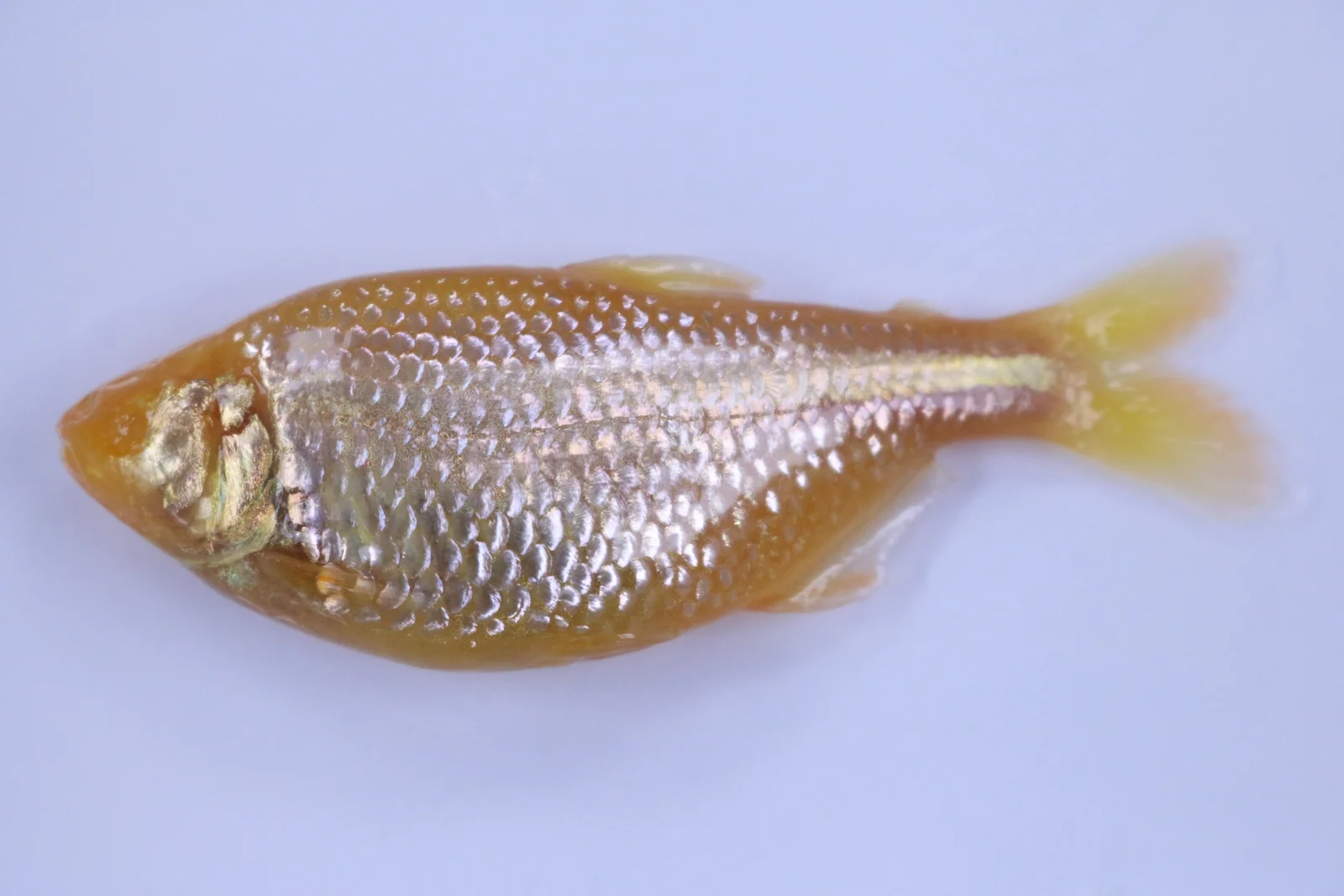 Pachón cave morph specimen of Astyanax mexicanus
